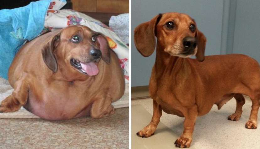 Obese Dachshund Drops 50 Pounds 